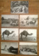 Lot De 7 Cartes Postales / SAHARA Collection Saharienne - Sahara Occidentale