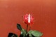 Etrange Photo Originale Une Flamme Sortant D'une Rose  - Fleur & Art Abstrait Vers 1970 - Objets