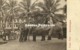 Straits, Malay Malaysia, KUALA KANGSAR, Perak, Elephants (1910s) Postcard - Malesia