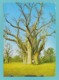 ZIMBABWE RHODESIA THE BIG TREE A BAOBAB NEAR THE VICTORIA FALLS 1968 - Zimbabwe
