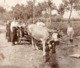 Tirage Photo Albuminé Originale Monde Paysan & Fermiers Conduisant Un Attelage De Boeufs à La Rivière - Rat Bei Uster - Métiers