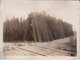 DRYING MAHOGANY PLANKS  FROM WET LOGS USA  Xylology, Forestry 20*15CM Fonds Victor FORBIN 1864-1947 - Profesiones