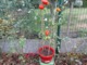 25 Graines De Tomates Marmande Cultivé Bio En Serre Et En Pleine Terre Sans Bouillie Bordelaise - Otros & Sin Clasificación