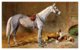 Dog , Jumper  Horse With Collies - Dogs