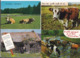 Delcampe - Vaches -- Lot De 53 Cartes - Vaches