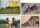 Delcampe - Vaches -- Lot De 53 Cartes - Vacas