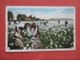 Black Americana  Busy Day In A Cotton Field In Dixie Land      Ref 3615 - Black Americana