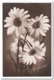 Russia, Flowers - Bloemen