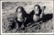 British North Borneo, SABAH, Urang-Outang, ORANG UTANG (1950s) Real Photo - Malaysia