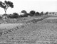 Photo Haute Volta 1980. Efforts Agricoles De La Mission Adventiste De Bazera. Photo Du Père Gust Beeckmans - Afrique