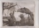 EASTER EGG AT THE ZOO  CAMEL CHAMEAUX DROMADAIRES 25*20CM Fonds Victor FORBIN 1864-1947 - Otros & Sin Clasificación