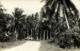 British North Borneo, JESSELTON, Native Houses Between Palm Trees (1933) RPPC - Malaysia