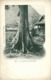 Indochina, LAOS, Au Pied D'un Arbe Géant, Giant Tree (1899) Postcard - Laos