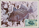 Katar / Qatar: 1965. Lot Of 2 Maximum Cards For The Stamps "1np Blue Streak Triggerfish" And "15np P - Qatar
