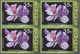 Thematik: Flora, Botanik / Flora, Botany, Bloom: 2006, Bahamas. Imperforate Block Of 4 For The 35c V - Other & Unclassified