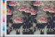 Thematik: Flora-Rosen / Flora-roses: 2003, TUVALU: Roses 'Candy Bianca' In A Horizontal Pair Of IMPE - Rosen