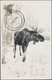 Thematik: Tiere, Fauna / Animals, Fauna: 1953/1956, Canada. Lot With 4 Black And White Maximum Cards - Other & Unclassified