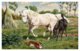 Horse , White Horse With Foal - Horses