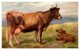 Jersey Cow And Calf - Vacas