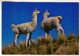 CP1127 Peru Cuzco Pair Of Ilamans On A Hillside Nice Stamp Colombia Bridge, San Martin - Peru