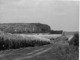 Photo Haute Volta (Burkina Faso) 1980. Les Plantations De Canne à Sucre à Banfora . Photo Du Père Gust Beeckmans - Afrique