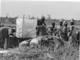 Photo Haute Volta (Burkina Faso) 1980. Rizicultures Dans La Vallée Du Kou . Photo Du Père Gust Beeckmans - Afrique