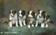 United Kingdom - Dogs - Promising Pupies - Raphael Tuck Photochrome Series 4404 - Chiens