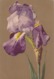 CARTE FANTAISIE. CPA.  ILLUSTRATION.SIGNEE M. BILLING. GOUACHE. FLEUR. " IRIS BLEU " . + TEXTE ANNEE 1919 - Billing, M.