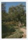 Israel: Jerusalem, Garden Of Gethsemane (19-1829) - Israel