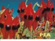 AK Sturt Pea Australia (43496) - Flowers