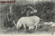 TOUTE LA FAMILLE CHERCHANT LA TRUFFE COCHON AGRICULTURE 24 - Other & Unclassified