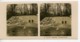 Danemark Copenhague Zoo Ours Polaire Ancienne Photo Stereo NPG 1900 - Stereoscopic