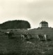 Danemark Jægersborg Dyrehave Hermitage Cerfs Ancienne Photo Stereo NPG 1900 - Stereoscopio