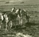 Danemark Jægersborg Dyrehave Hermitage Cerfs Ancienne Photo Stereo NPG 1900 - Stereoscopio