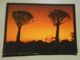 NAMIBIE ALOE DICHOTOMA QUIVER TREE SILHOUETTES NAMIBIA - Namibia