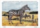 Le Zèbre - Belgique - Muséum Des Sciences Naturelles (Illustrateur L. Henderycky) (Recto-Verso) - Zebra's