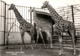 Zoologischer Garten Basel - Giraffen * 14. 5. 1961 - Autres & Non Classés