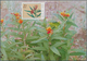 Macau: 1953/95, Collection Of FDC (inc. Some MC) Mounted On Stockpages, Inc. 1953 Flowers, 1980 (1), - Usados