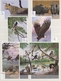 Thematik: Tiere, Fauna / Animals, Fauna: 1977/2006 (ca.), Mainly Modern Issues, Comprehensive MNH Ac - Other & Unclassified