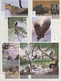 Thematik: Tiere, Fauna / Animals, Fauna: 1977/2006 (ca.), Mainly Modern Issues, Comprehensive MNH Ac - Sonstige & Ohne Zuordnung