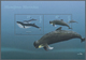 Thematik: Tiere-Meeressäuger (u.a. Wale) / Animals-aquatic Mammals: 2004, Angola: „WHALES“, Complete - Autres & Non Classés