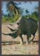 89816/ RHINOCEROS - Rinoceronte