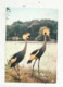 Timbre Sur Carte Postale, MADAGASCAR , REPOBLIKA MALAGASY , Tananarive Philatélie ,1968 ,publicité Ocetour,oiseaux - Madagascar (1960-...)