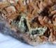 133 - SIDERITE XX CON PIRITE - ALPI OROBICHE - Dim Mm. 90x65 - Minerals