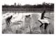 Guinea Bissau - Women Planting Rice - REAL PHOTO Foto Serra 43. - Guinea-Bissau