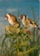 Animaux - Oiseaux - Chardonnerets - Voir Scans Recto-Verso - Pájaros