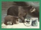 Bolivien / Bolivia 1991 , Spectacled Bear / Der Brillenbär - WWF Official Maximum Card  31 Mayo 1991 - Bolivia