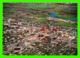 BRANDON, MANITOBA - AERIAL VIEW OF THE WHEAT CITY'S DOWNTOWN CORE - TERENCE J. FOWLER - - Brandon