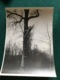 Grande Photo D’un Poilu Sur Un Observatoire Dans Un Arbre 18 X 13 Cm 1914-18 - 1914-18