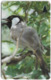 Bahrain - Pycnonotus Leucogenys Bird - 46BAHD - 1998, 120.000ex, Used - Bahrain